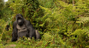 GORILLA